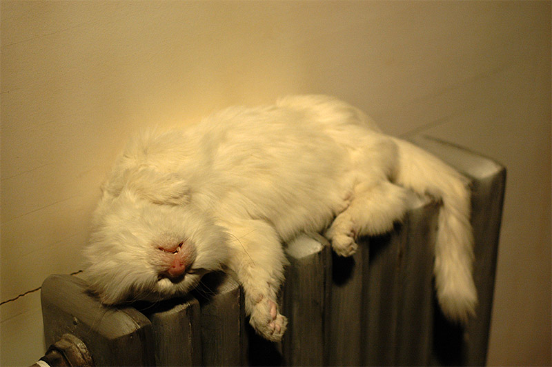 2010 上海双年展