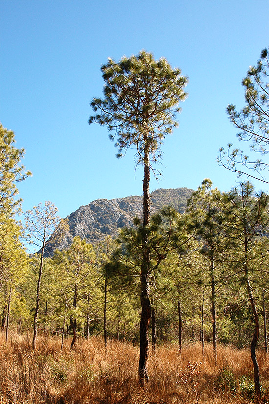 春节云南游（2）—拉市海