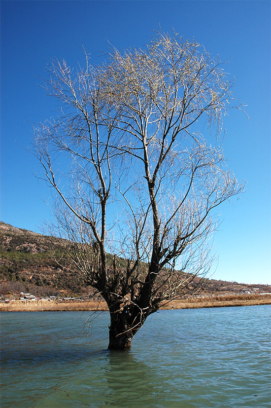 春节云南游（2）—拉市海