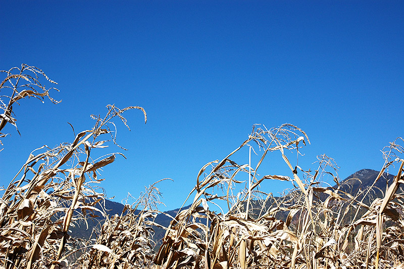春节云南游（2）—拉市海