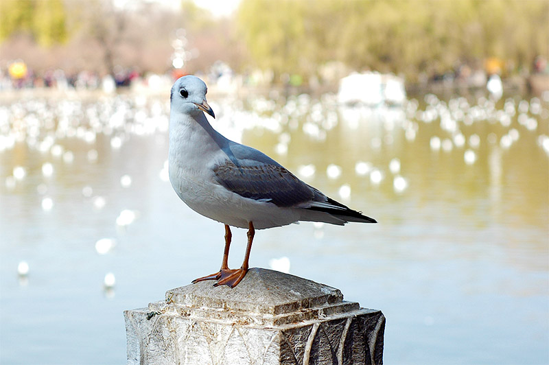春节云南游（5）—昆明