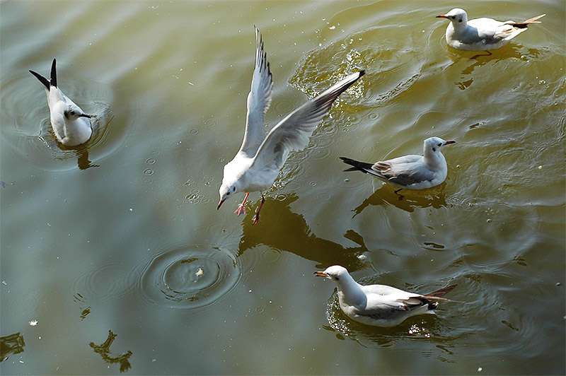 春节云南游（5）—昆明