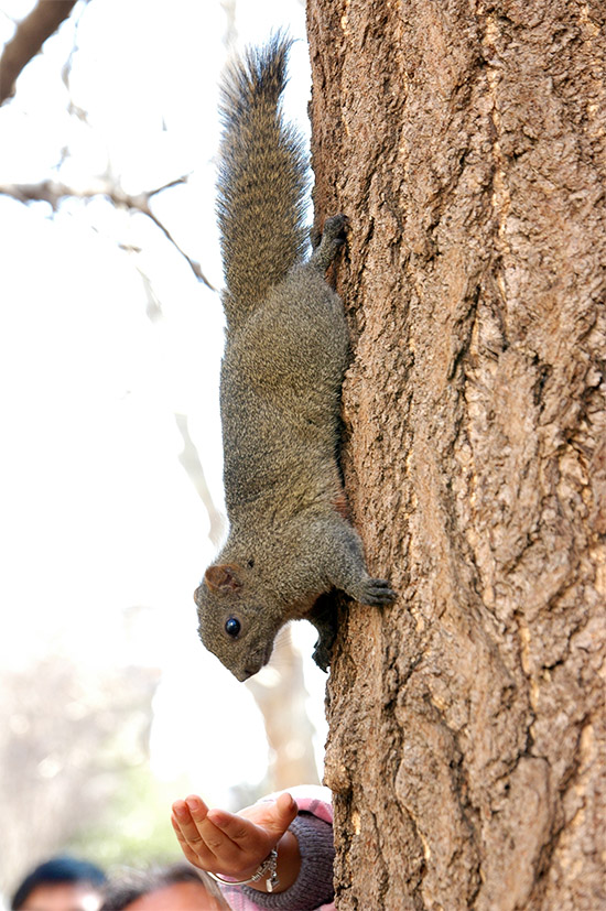 春节云南游（5）—昆明