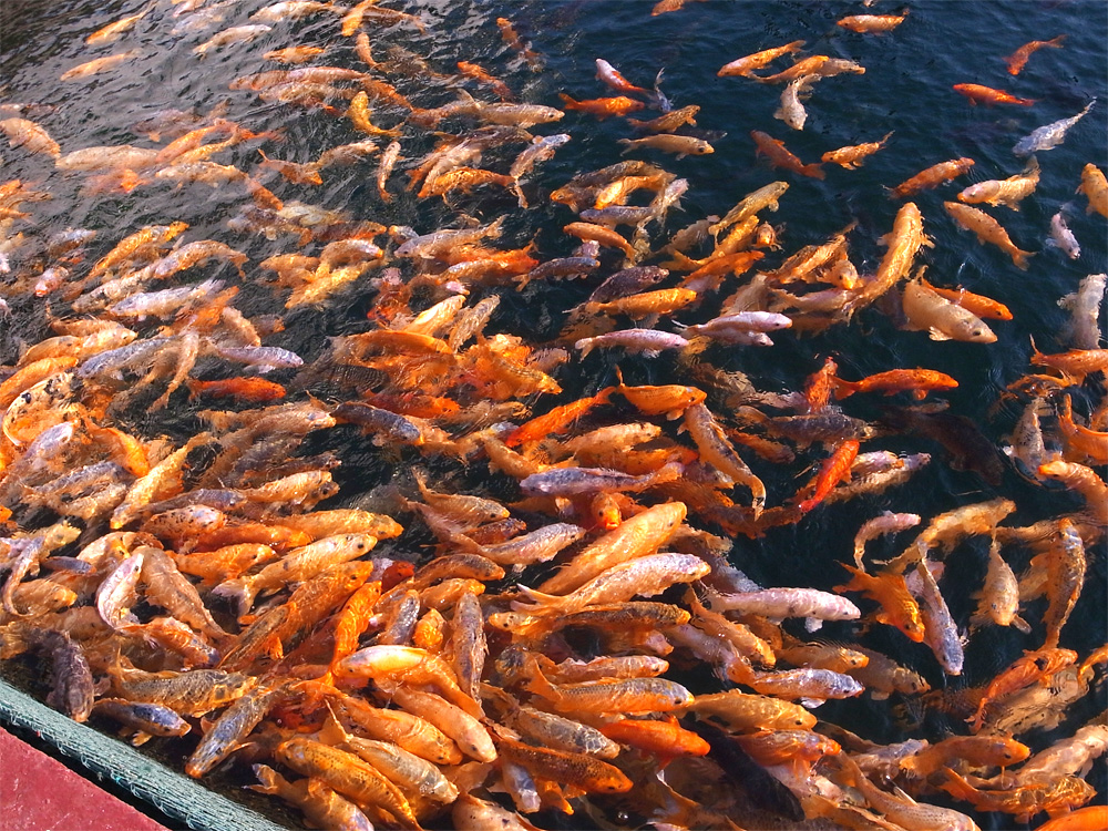 2013 千岛湖-金科游