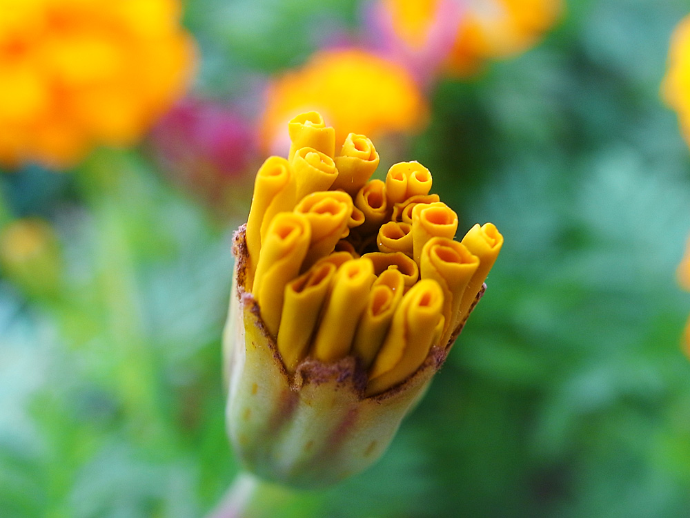 2013 千岛湖-金科游