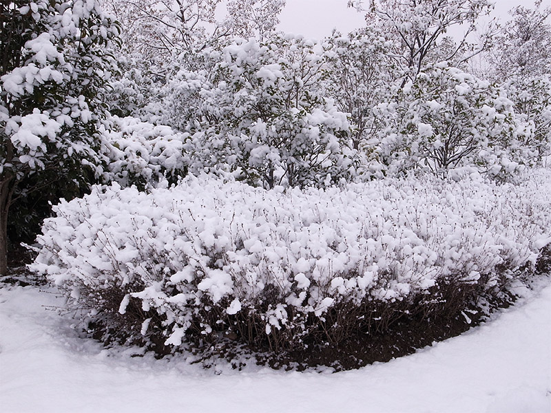 2011年的第一场雪