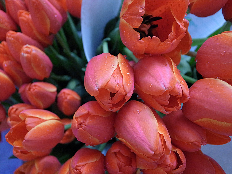 春节云南游（5）—昆明